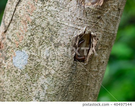 馬陸 馬陸 40497544