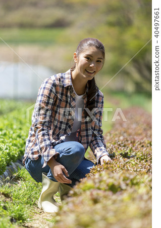 Woman harvesting sunny lettuce 40497661