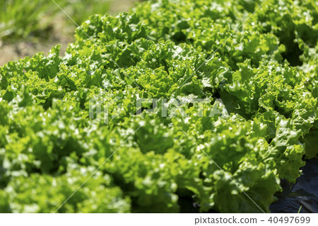 sunny lettuce 40497699