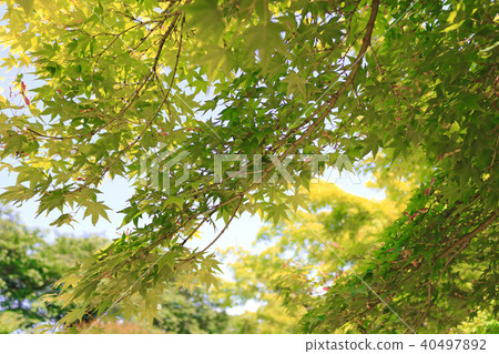 Fresh green maple Fresh green maple 40497892
