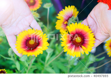 Flowers echinacea in the flowerbed. Warm tinting Flowers echinacea in the flowerbed. Warm tinting 40497893