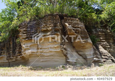 猴子鼻子的重要一面 40497929