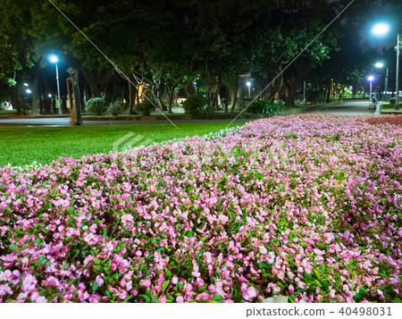 Evening park 40498031