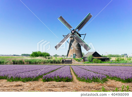 Dutch wind mills Dutch wind mills 40498099