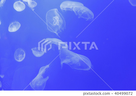 Moon jellyfish Moon jellyfish 40499072