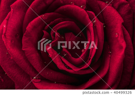 Close up on a beautiful red rose flower 40499326