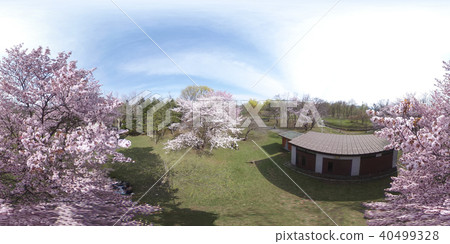 櫻花盛開(360°VR材質) 櫻花盛開(360°VR材質) 40499328