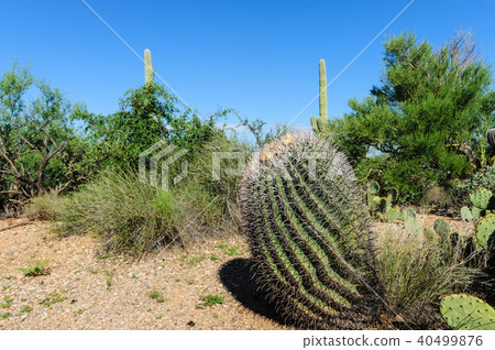 Giant Saguaro in Southern Arizon Giant Saguaro in Southern Arizon 40499876