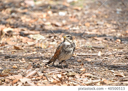 畫眉 畫眉 40500513