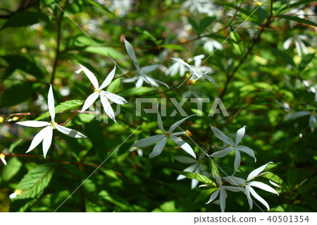 Mitsuba Simo Tsuke 40501354