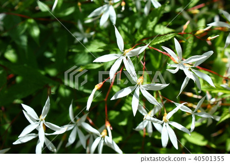 Mitsuba Simo Tsuke Mitsuba Simo Tsuke 40501355