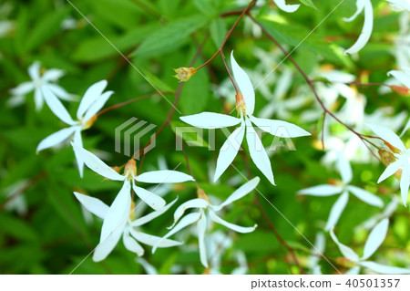 Mitsuba Simo Tsuke 40501357