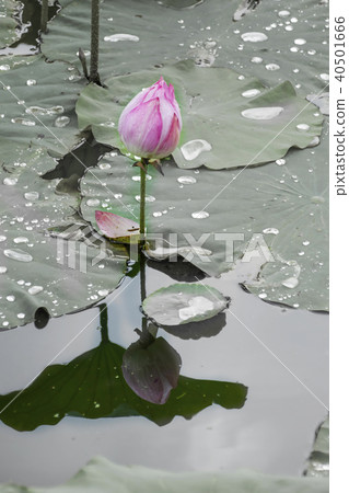 瑪瑙,台中,清水,花,花,蓮花,未脫殼,花蕾,期待已久的抱著,rotoju 瑪瑙,台中,清水,花,花,蓮花,未脫殼,花蕾,期待已久的抱著,rotoju 40501666