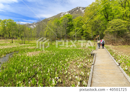 Okuda flower 40501725