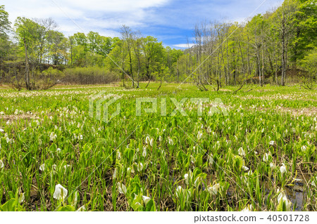 奧田花 奧田花 40501728