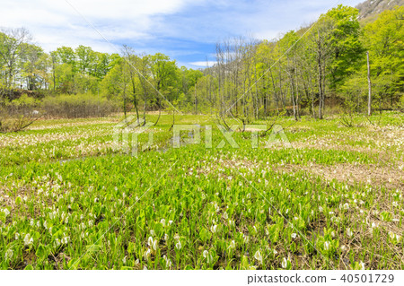 奧田花 奧田花 40501729