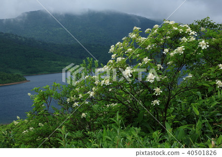 Nobori湖的Noriutsugi 40501826