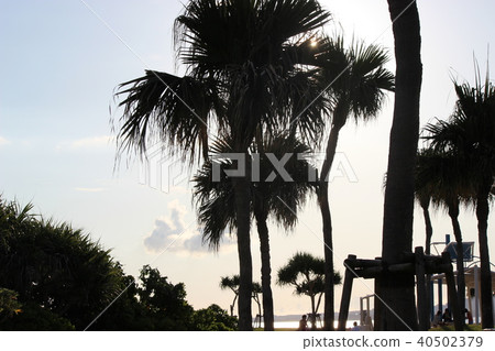 棕櫚樹 40502379