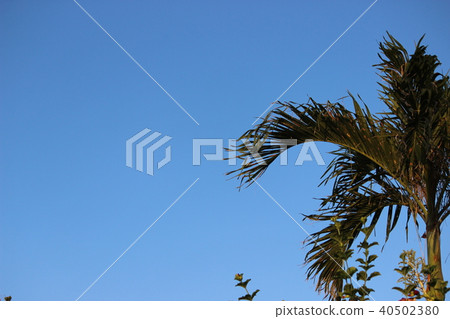棕櫚樹 40502380