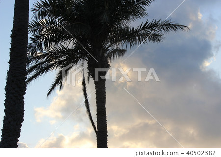 棕櫚樹 棕櫚樹 40502382