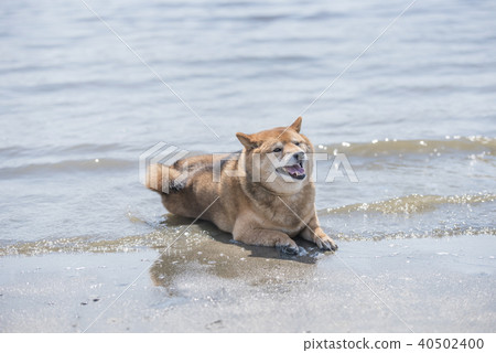 Shiba Inu Sea Water Feeling Good 40502400