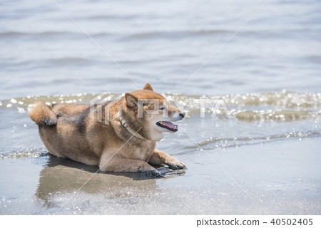 Shiba store inu water