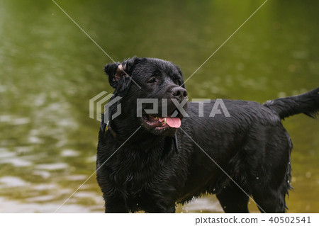 big black dog labrador big black dog labrador 40502541
