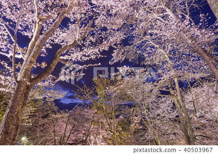 Hokkaido Asahikawa Asahiyama Park night cherry blossoms light up Hokkaido Asahikawa Asahiyama Park night cherry blossoms light up 40503967