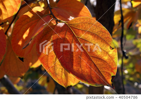 Red leaves in fall season Red leaves in fall season 40504786