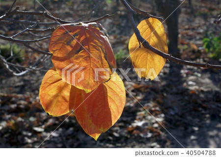 Red leaves in fall season Red leaves in fall season 40504788