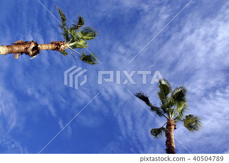 Palm tree Palm tree 40504789