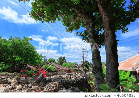 沖繩縣竹富島 40504855