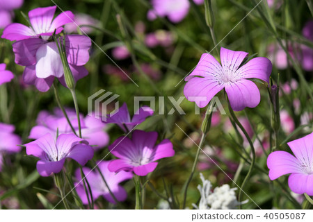 Agrostenma 40505087