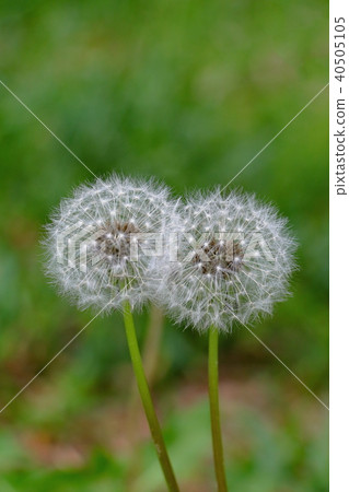 Dandelion's fluff Dandelion's fluff 40505105