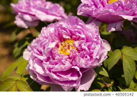 牡丹 牡丹 40505142