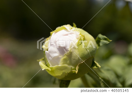 牡丹 牡丹 40505145