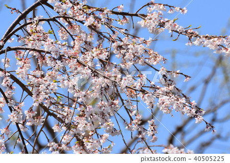 春天×櫻花 40505225