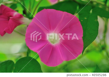 牽牛花 牽牛花 40505286