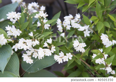 Potted plants of Utsugi 40505350