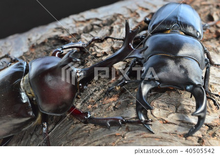 Duel over a tree of domestic Ookuwagata versus domestic beetles Black background 40505542