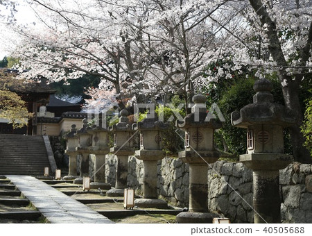 The cherry blossoms and stone lanterns of Mitsui Temple 40505688