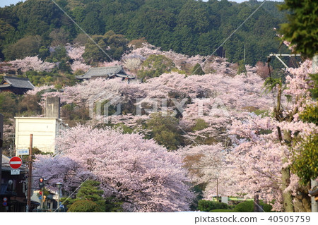 Spring Mitsui's Temple seen from Shiga Lake Biwa 40505759