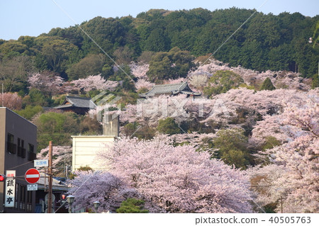 從滋賀湖琵琶看到的春天三井神廟 40505763