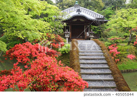 Kyoto Katsura Rikyu Kirishima Azalea and Garden forest Kyoto Katsura Rikyu Kirishima Azalea and Garden forest 40505844