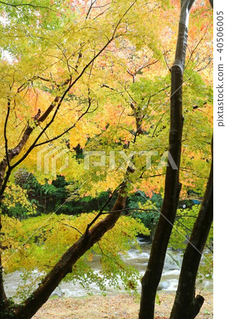 Mountain stream autumn leaves yellow Mountain stream autumn leaves yellow 40506005