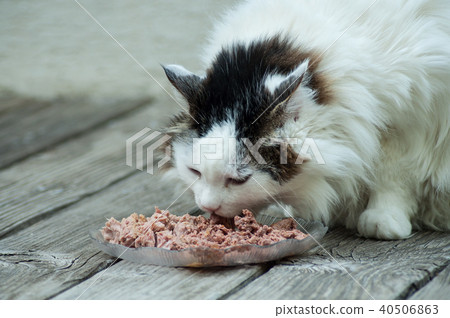 portrait of Long hair cat eating on teak floor 40506863