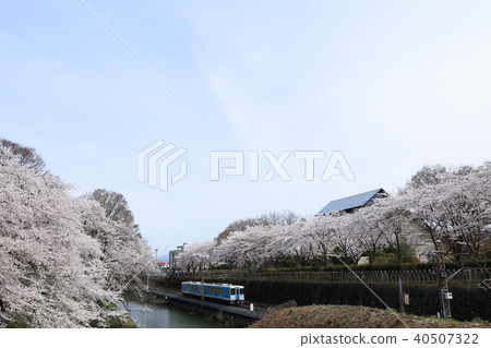 At Kasumi Park's cherry blossom party 40507322