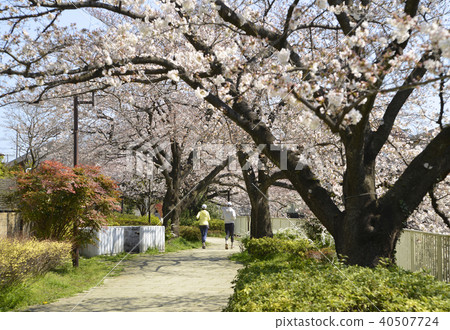 Kanda River boardwalk spring full bloom 40507724