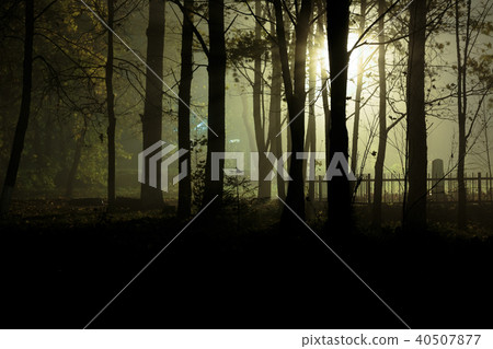 scary dark forest at night 40507877