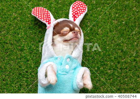 Chihuahua dog lying on grass. Chihuahua dog lying on grass. 40508744